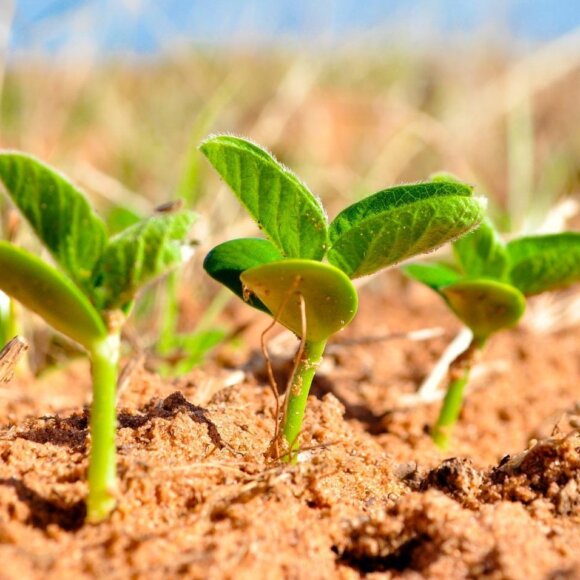 Meio de cultivo e processo para produção de bioinoculante acrescido de regulador vegetal