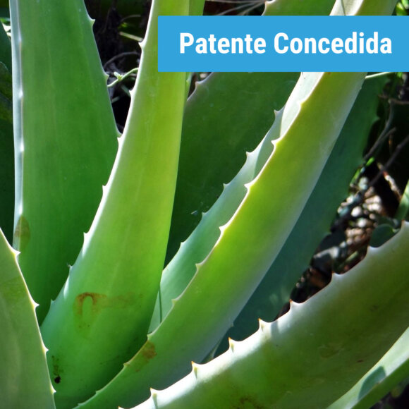 Despolimerizado enzimático de <i>aloe</i> como agente anti-inflamatório
