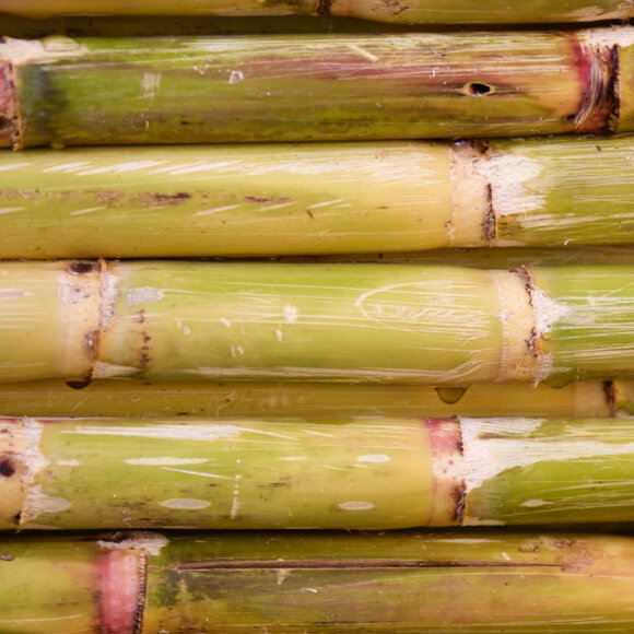 Pré-tratamento de bagaço de cana para a obtenção de açúcares fermentáveis